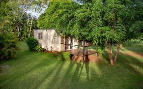 Banyan Tree